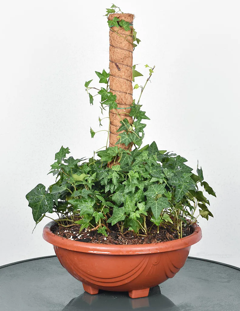 Coconut Liner Moss Rod for Climbing Plants 50cm 4 Pack