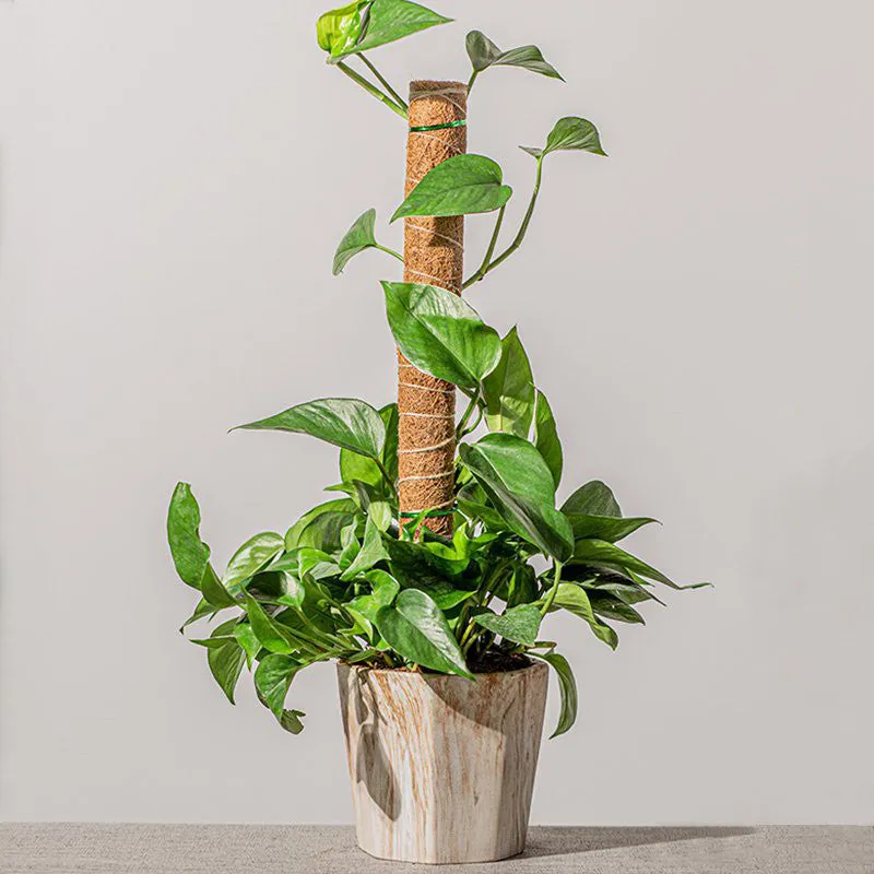 Coconut Liner Moss Rod for Climbing Plants 50cm 4 Pack